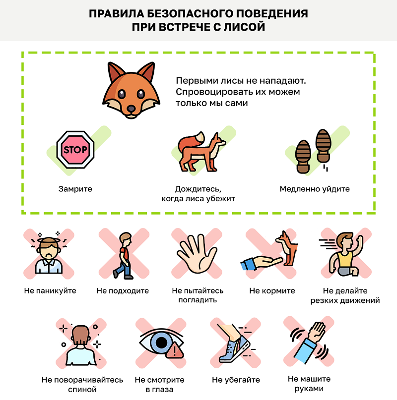 Лисички-москвички: московские спасатели рассказывают, как правильно себя вести