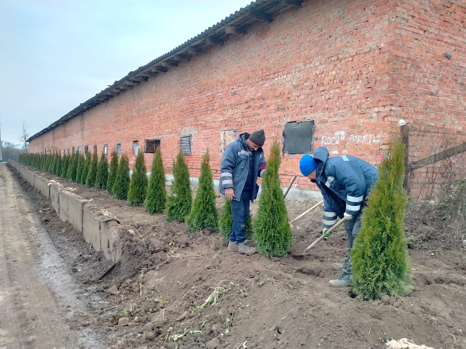 Работы по озеленению территории проведут в Роговском