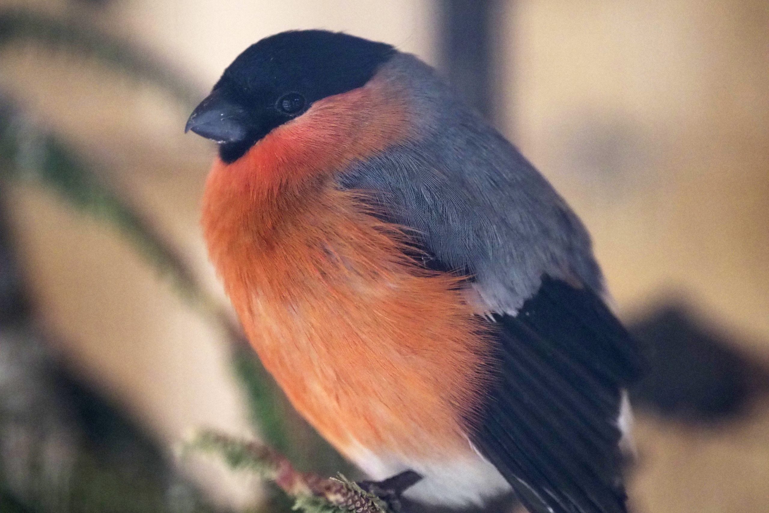 Департамент природопользования просит жителей столицы не давать много пищи птицам в зимнее время года. Фото: архив, «Вечерняя Москва»