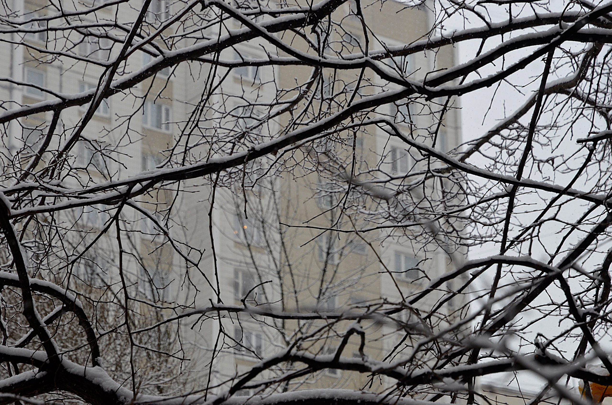 Жителям столицы рассказали о будущем трехдневном снегопаде. Фото: Анна Быкова