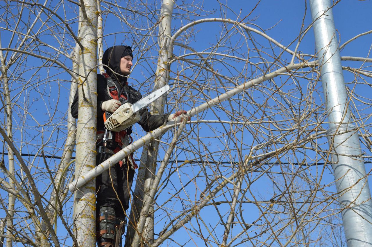 Формовочную обрезку деревьев начали в Марушкинском