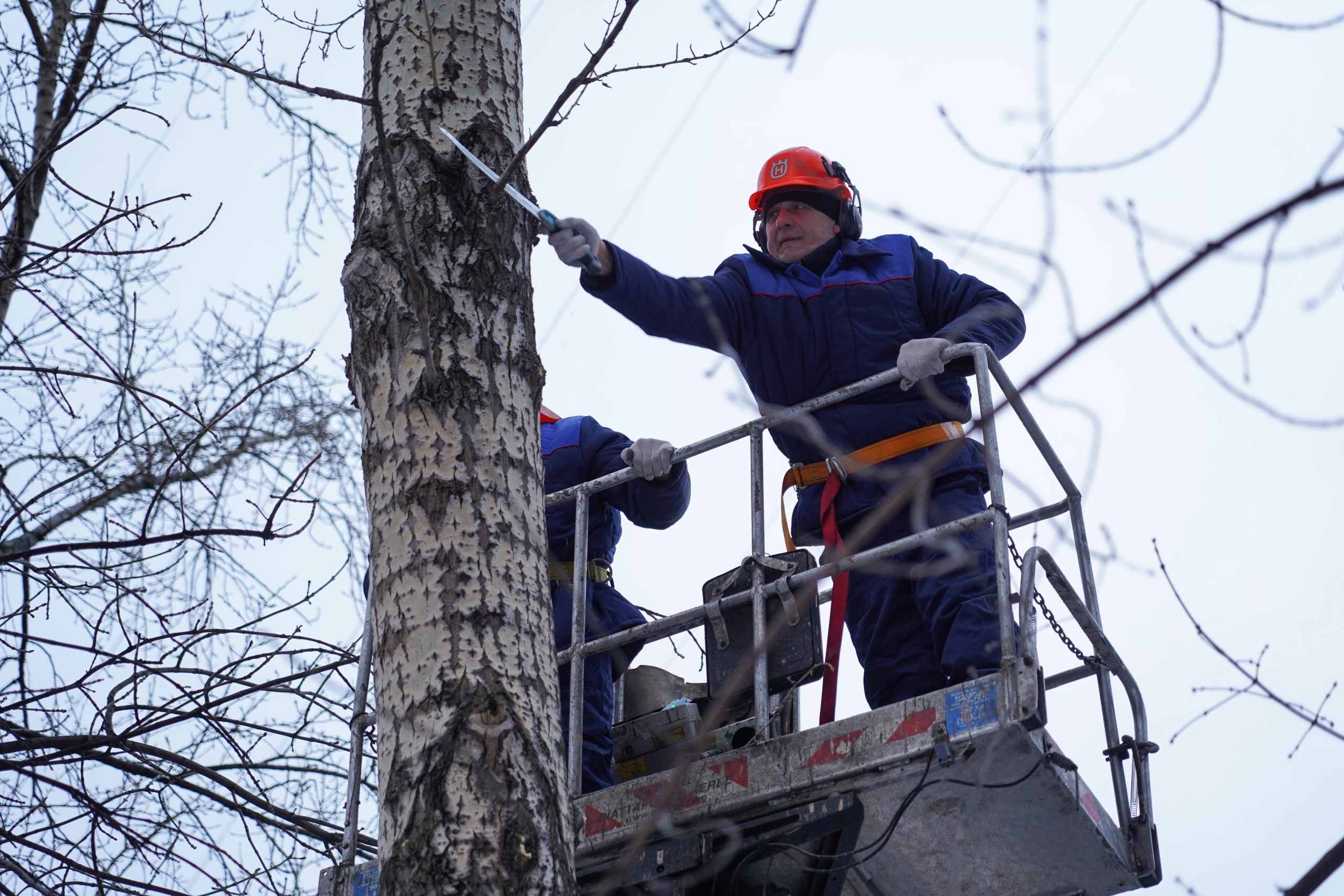 Формовочная обрезка деревьев продолжилась в Марушкинском