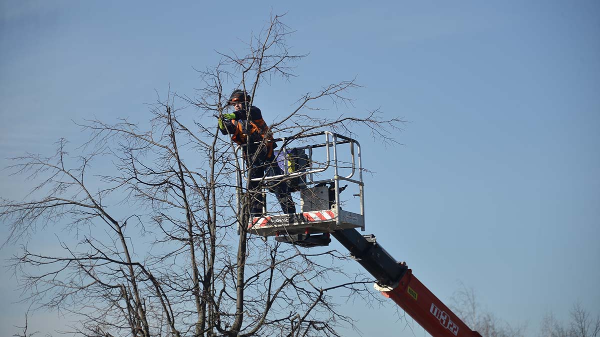 Специалисты коммунальных служб произвели опиловку аварийного дерева в Щербинке