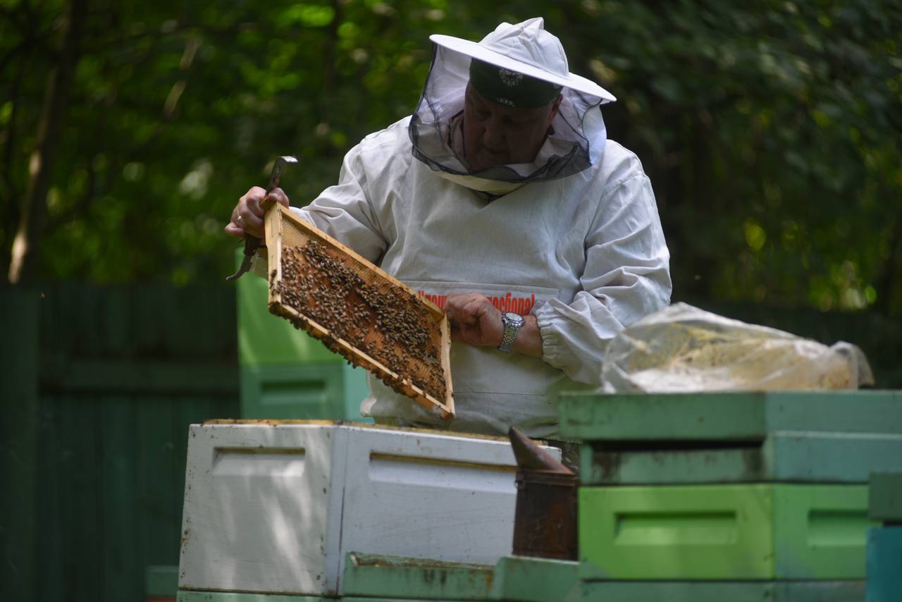 Пчелы и сыр: фермерское хозяйство построят в поселении Краснопахорское