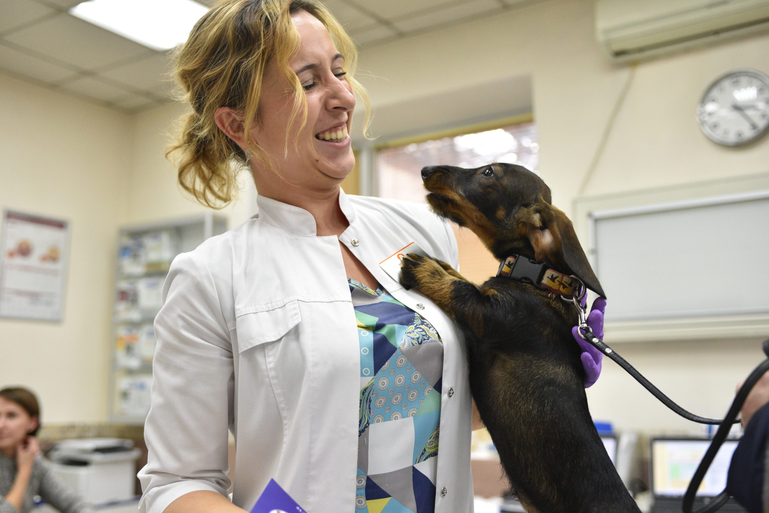 Более 80 пунктов вакцинации от бешенства появятся на площадках для собак