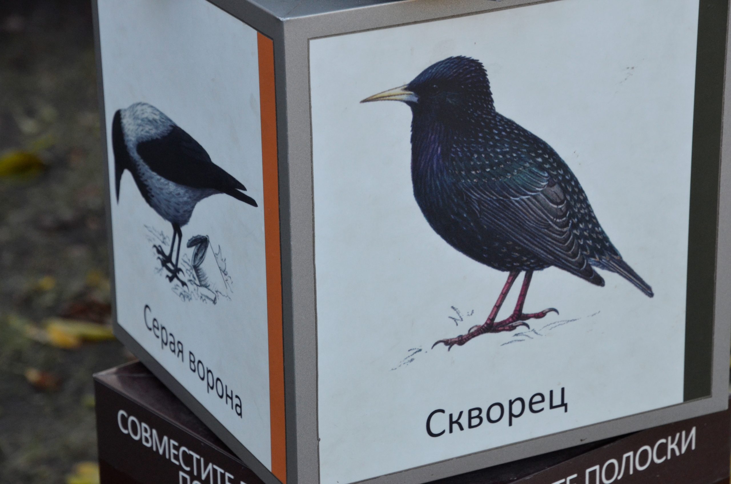 Зима не за горами: столичным жителям рассказали какие виды птиц останутся в холодное время года в Москве. Фото: Анна Быкова, «Вечерняя Москва»