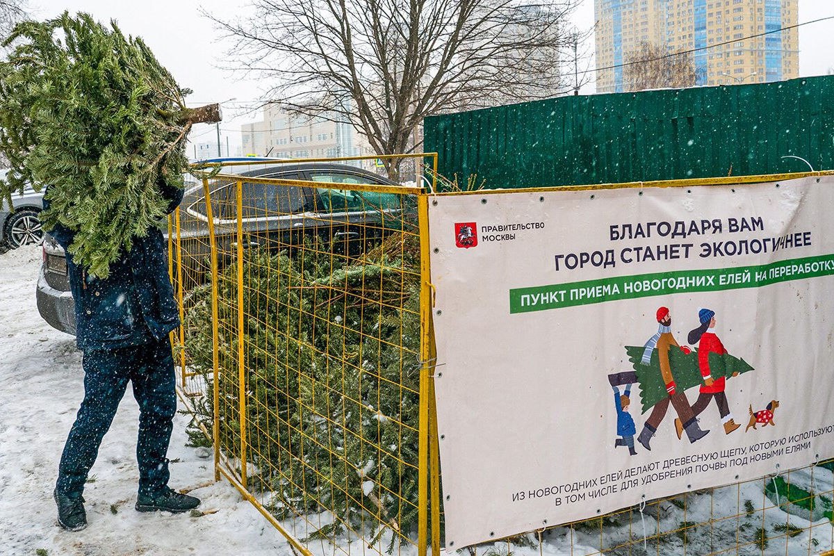 Пункты сбора новогодних деревьев откроют в Рязановском