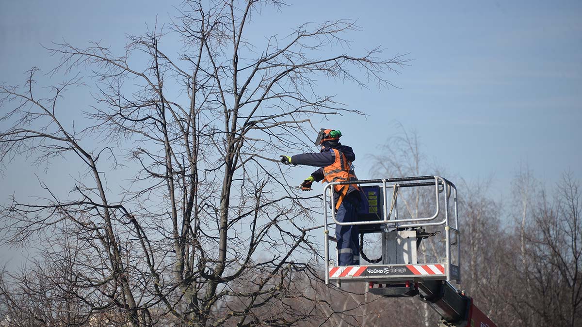 Кронирование деревьев начали в Щербинке