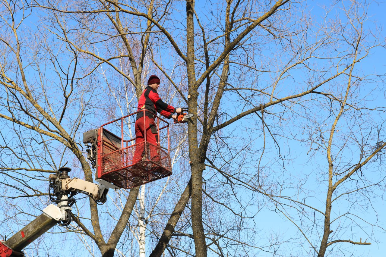 Коммунальные службы провели обрезку деревьев в поселении Рязановское