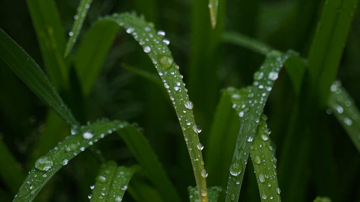 Зеленые территории на контроле: Специалисты провели покос травы в Краснопахорском