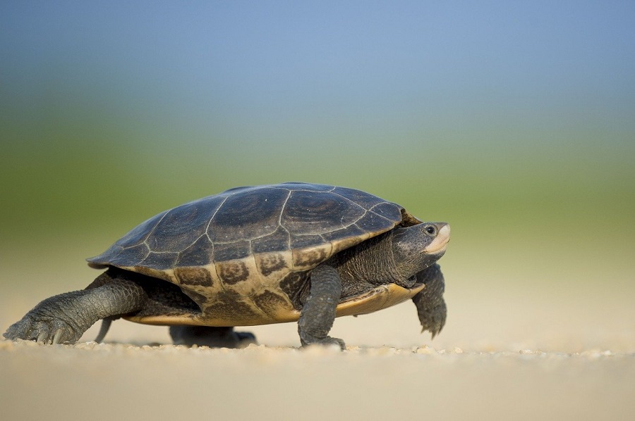 Лесное братство: Уток, сов и черепаху выпустили в дикую природу в ТиНАО