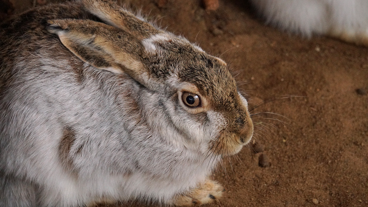 Около 260 диких зайцев выпустили в леса ТиНАО