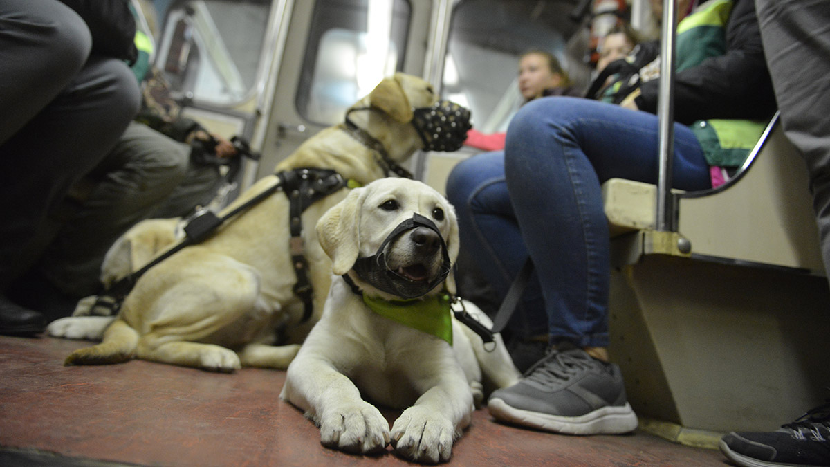 Еще 50 собак-проводников подготовят для помощи пассажирам Московского метро