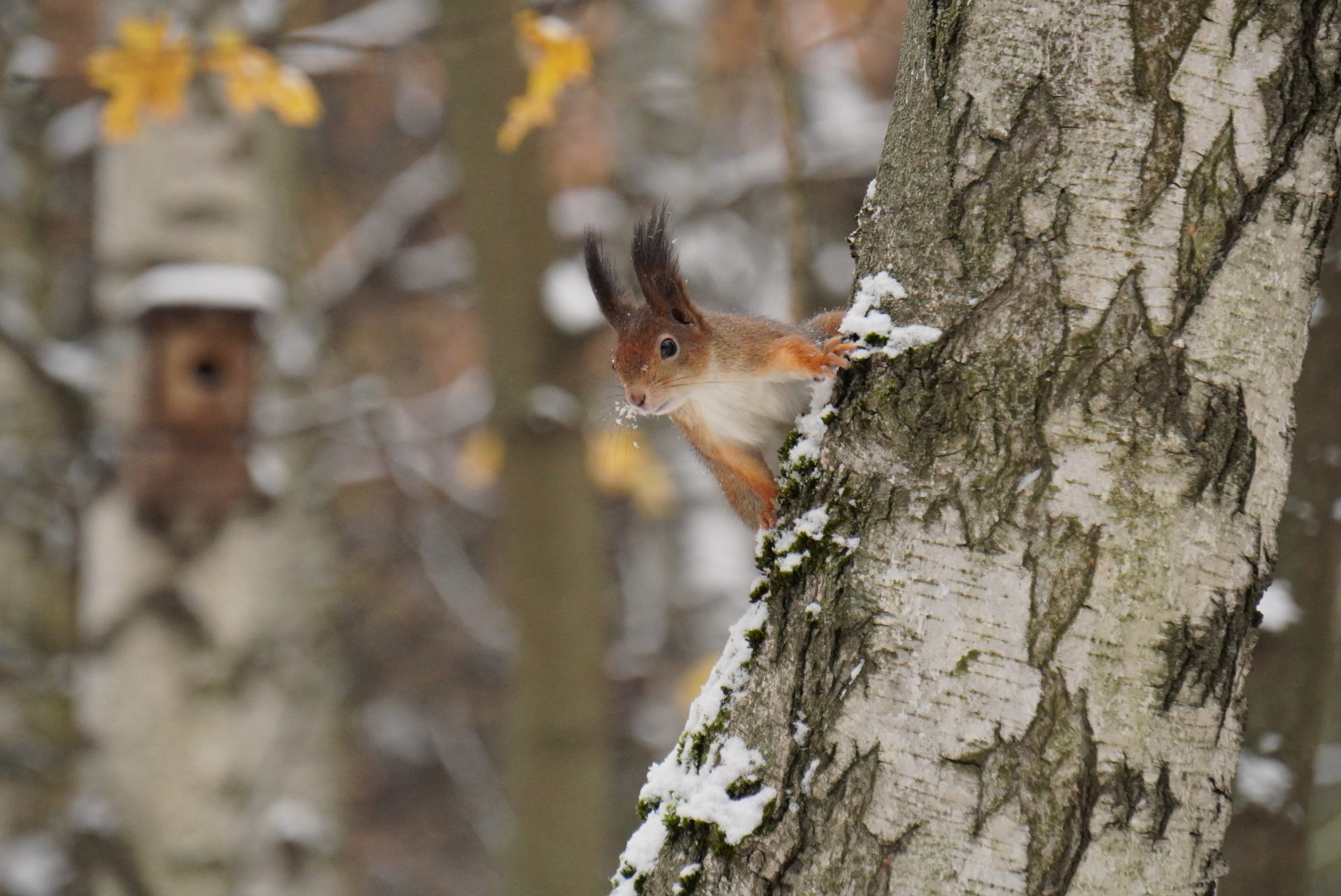 Белки и дятлы: Каких животных можно увидеть в столичных парках зимой