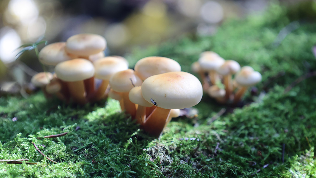 Первый туман лета — верная грибная примета: грибной сезон начался в столице