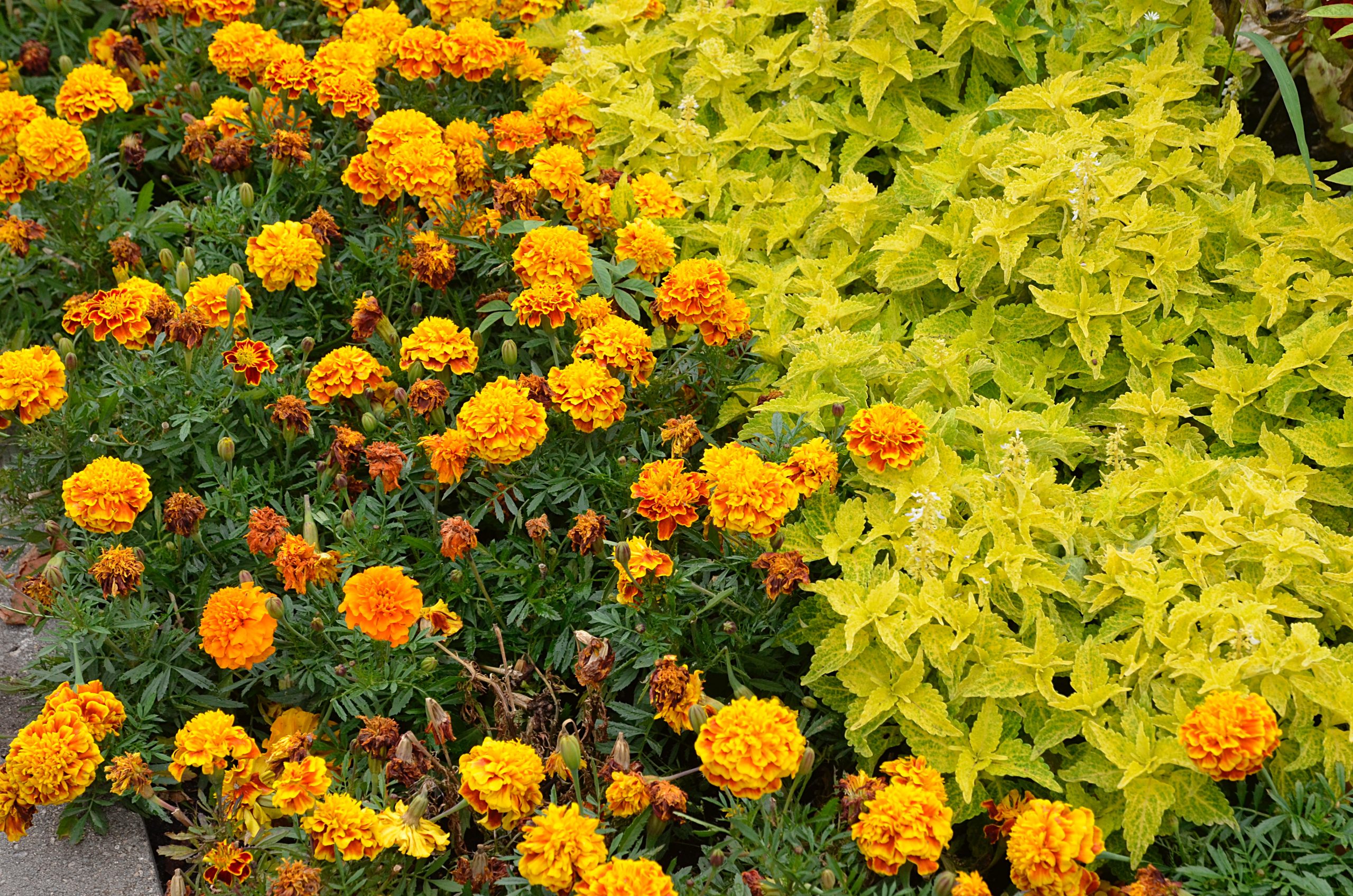 Все кругом цветет и пахнет, или Высадку цветов организовали в Краснопахорском