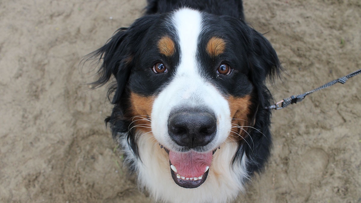 — Мы запускаем «Пушистый марафон» благотворительности для питомцев приютов. С наступлением холодов такая помощь особенно важна. 