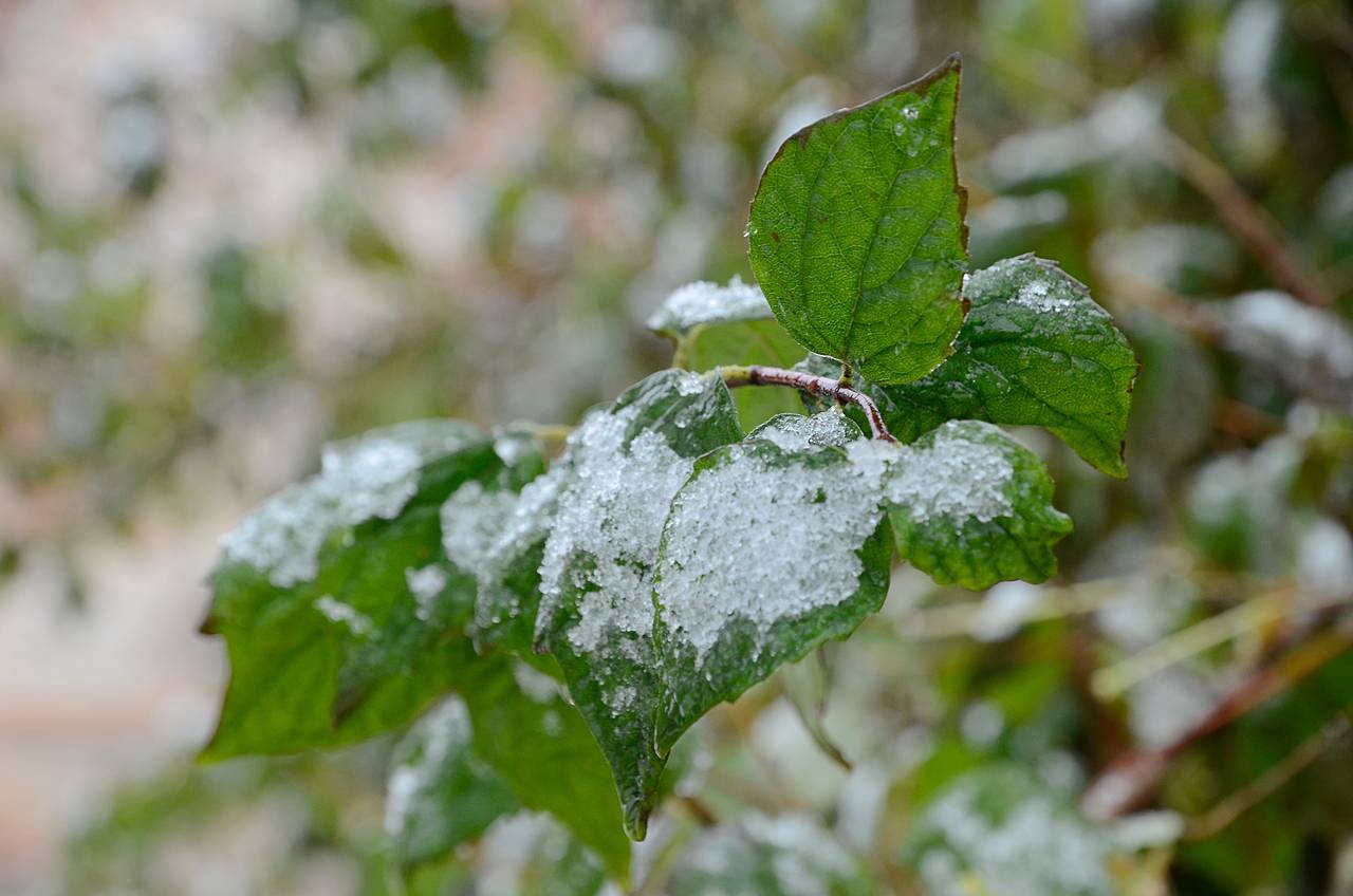 Синоптик Позднякова: Первый ноябрьский мороз ожидает москвичей на выходных