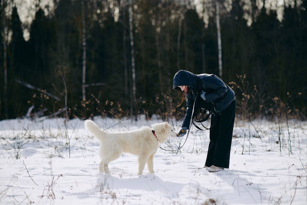 «Мосволонтер» проводит ежегодную акцию «Добрая елка для лапок»