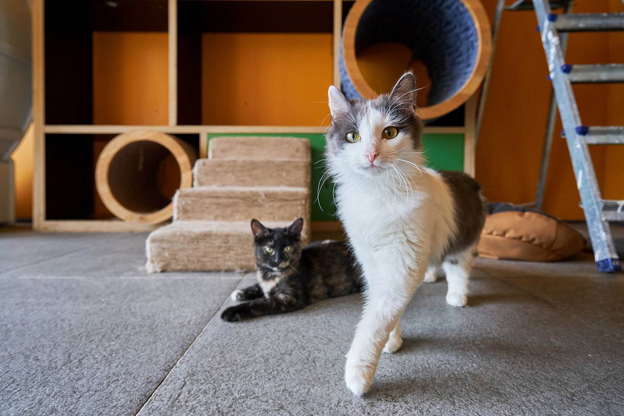 Помочь животному обрести дом можно с помощью сервиса «Моспитомец»