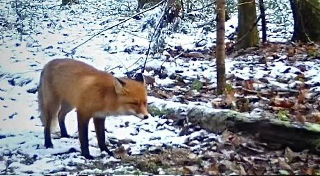 Лису обнаружили в ТиНАО, или Как сезонные изменения влияют на ее внешний вид
