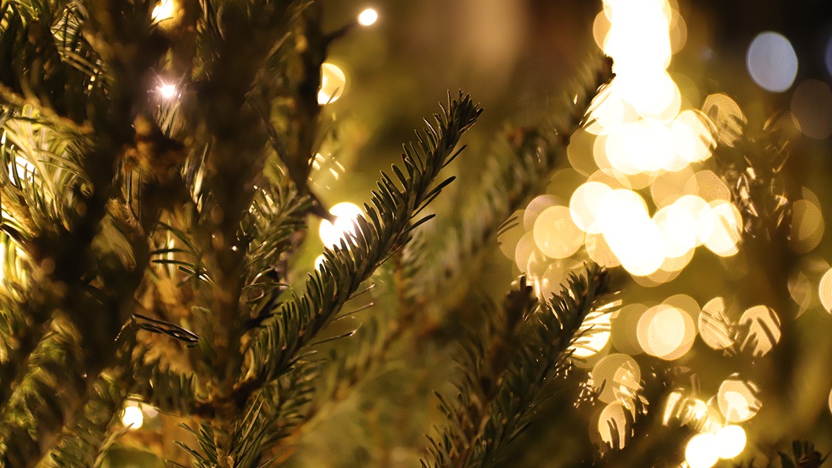 Как не уколоть соседа еловыми иголками: горожанам напомнили правила провоза елок в электричке