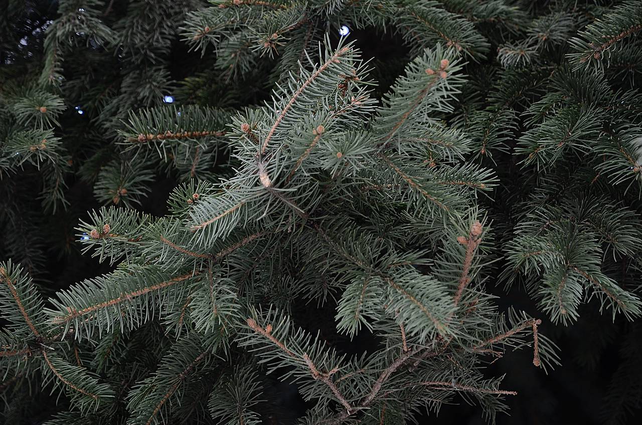 Экологично утилизировать новогодние елки поможет сервис «Вывоз ненужных вещей»