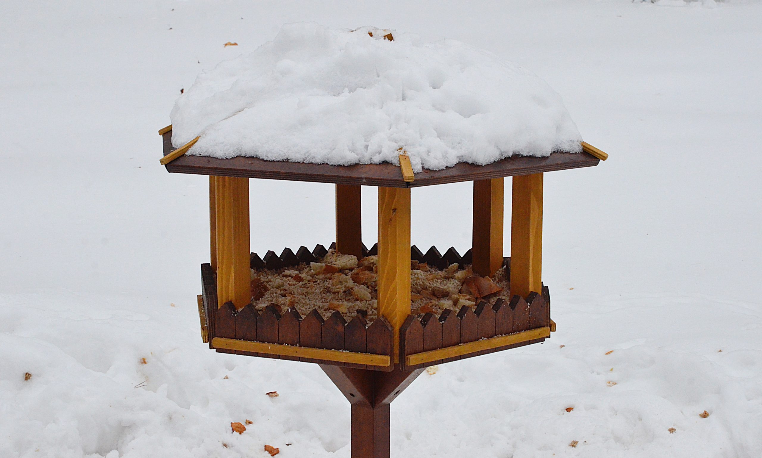 Присутствие кедровки и гадюки зафиксировали в ТиНАО