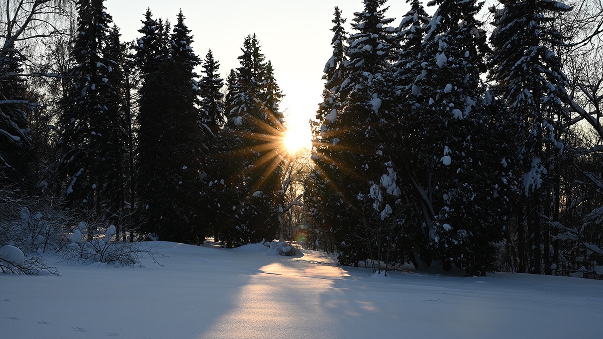 Спасатели успешно провели операцию по спасению женщины из леса в НАО