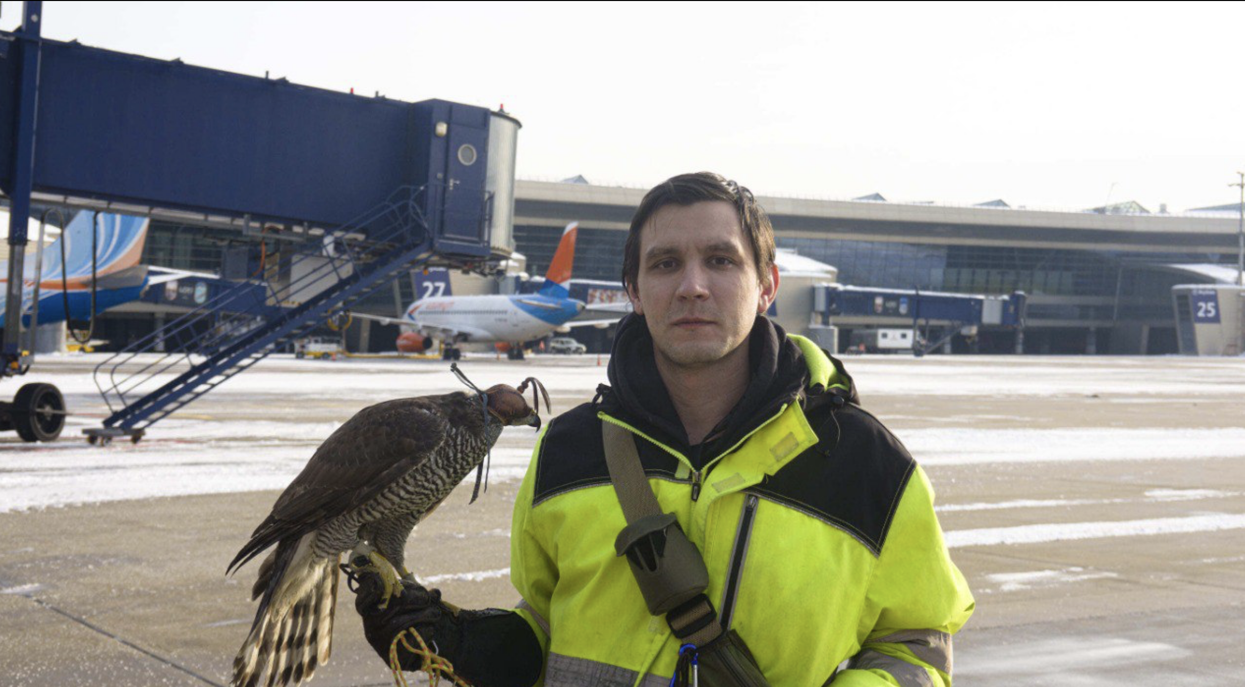 Пернатые стражи: как хищные птицы помогают аэропорту Внуково